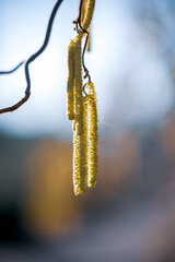 Haselnuss-Pollen (Corylus avellana) im Frühjahrslicht freigestellt vor unscharfem Hintergrund