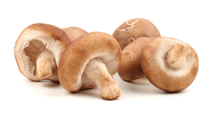Shiitake mushroom on the White background 