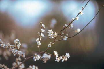 Kirschpflaume (Prunus Cerasifera) im Sonnenlicht des Frühlings