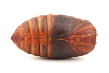 chrysalis silkworm ,silk worm cocoon on white background 