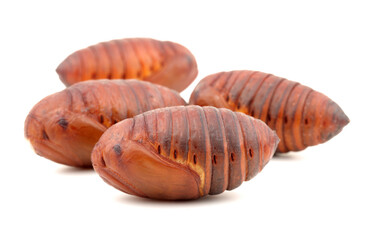 chrysalis silkworm ,silk worm cocoon on white background 