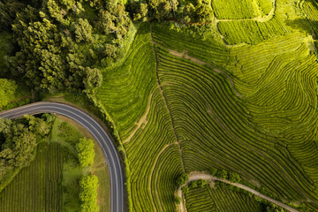 Road near green tea plantation