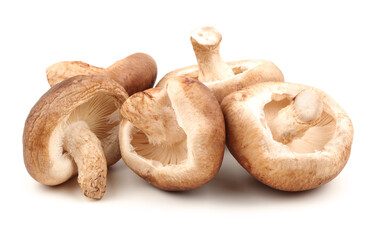 Shiitake mushroom on the White background
