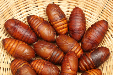 chrysalis silkworm ,silk worm cocoon on white background 