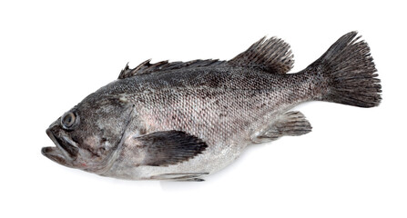 Fresh Grouper on white background