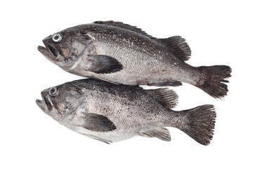 Fresh Grouper on white background