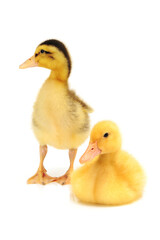 Duckling on white background