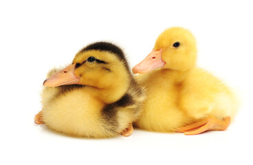 Duckling on white background