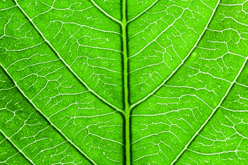 Green macro leaf texture,close up detail of green leaf texture, background texture green leaf structure macro photography 
