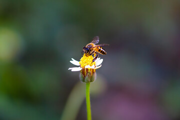 Close up of a working bee on a flower 