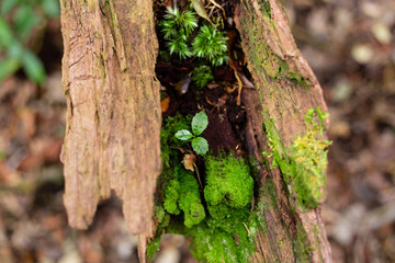Plant growing out of tree stump