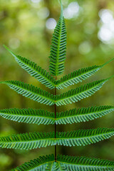 Fresh Green leaves over bright sunlight 