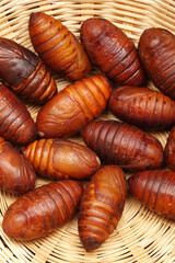 chrysalis silkworm ,silk worm cocoon on white background 