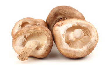 Shiitake mushroom on the White background 