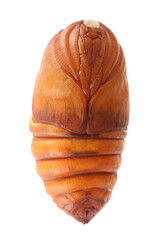 chrysalis silkworm ,silk worm cocoon on white background 