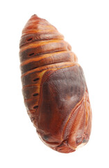 chrysalis silkworm ,silk worm cocoon on white background 