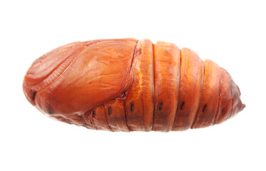 chrysalis silkworm ,silk worm cocoon on white background 
