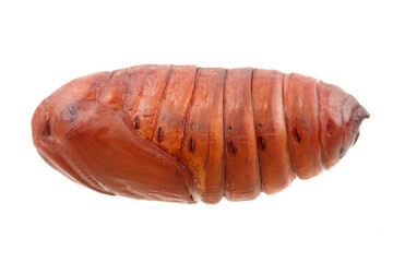 chrysalis silkworm ,silk worm cocoon on white background 