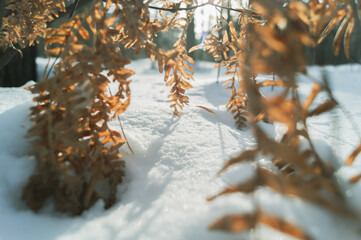 Blurred sprigs of dry fern in the snow close-up. Dry fern leaves in winter. The background of nature. Selective focus