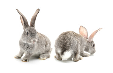 rabbit on a white background 