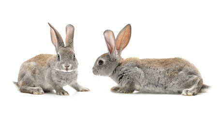 rabbit on a white background 