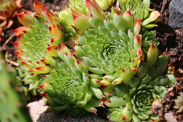 Sempervivum calcareum BICOLOR Rojnik wapienny Bicolor succulent © Perovskia