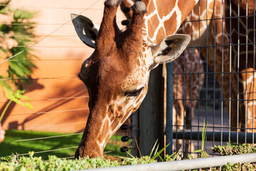 Giraffe head face, Headshot. funny beautiful Giraffe eating luscious green grass on a sunny day. Close up of African Giraffe Eating leaves on branch, bushes. Feeding. During daytime photo. Wildlife. - Powered by Adobe