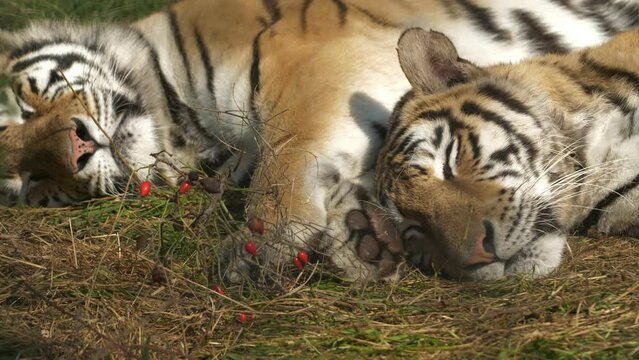 Little tiger cubs sleep on the grass. Cute and funny animals.