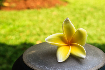 Frangipani flower on rock. Gives a soothing relaxing feel.