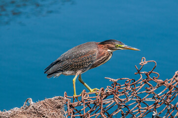 Green Heron (Butorides virescens) in Bolsa Chica Ecological Reserve, California, USA