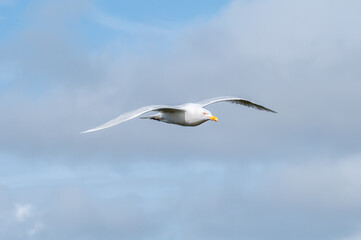 Glaucous Gull (Larus hyperboreus) in Barents Sea coastal area, Russia