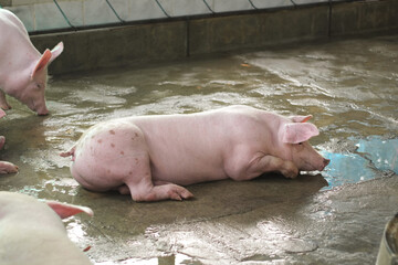 Pink fat pig sleeping in livestock pig farm close-up.