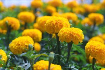 Yellow marigold flowers (Tagetes erecta, Mexican marigold, Aztec marigold, African marigold) in garden close-up.