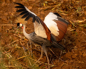 crowned crane bird © Krzysztof