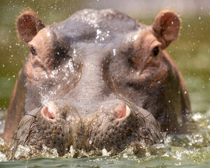 HIPPO