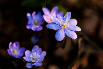 2022-03-10, GER, Bayern, Passau: Frühlingserwachen - Leberblümchen - erste Frühlingsboten