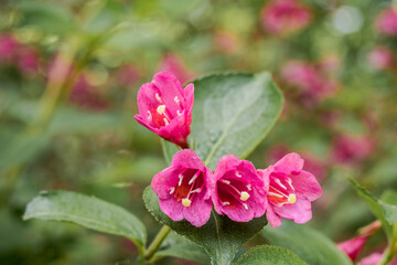 Obraz premium Сrimson Weigela (Weigela floribunda) in park