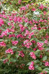 Сrimson Weigela (Weigela floribunda) in park