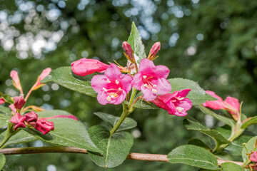 Сrimson Weigela (Weigela floribunda) in park