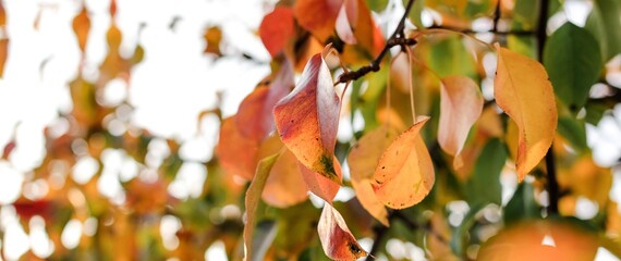 Blurred autumn bright colorful foliage of a pear tree in sunlight. Seasonal background. Banner.	