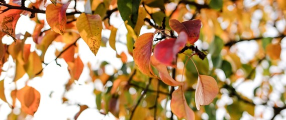 Blurred autumn bright colorful foliage of a pear tree in sunlight. Seasonal background. Banner.	