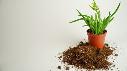 Green Rhipsalis plant in small pot with soil.