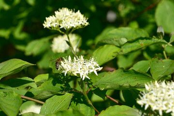 A bee collects nectar from a flower.