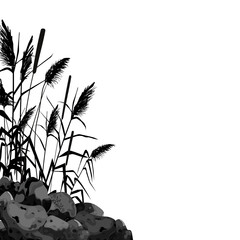 Sedge, stone,cane, bulrush, or grass on a white background.Vector illustration.Black silhouette of reeds.
