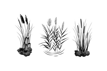 Sedge, stone,cane, bulrush, or grass on a white background.Vector illustration.Black silhouette of reeds. - obrazy, fototapety, plakaty