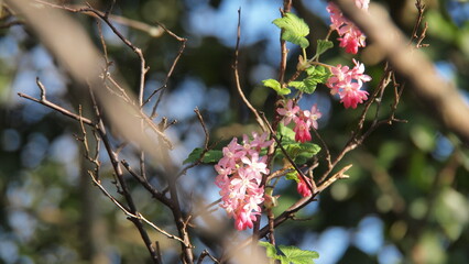 Spring in Norwich