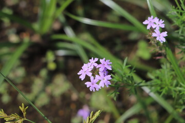 Obraz premium 日本の秋の公園に咲く紫色のバーベナの花