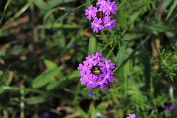 日本の秋の公園に咲く紫色のバーベナの花