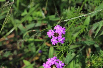 日本の秋の公園に咲く紫色のバーベナの花