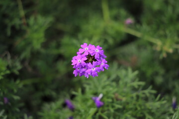 日本の秋の公園に咲く紫色のバーベナの花